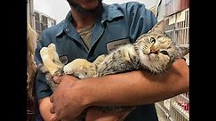 Very Friendly Cat Rescued From Car in Junkyard Moments Before It Was Crushed
