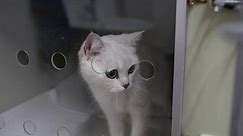 Sick White Cat Glass Box Cage Stock Footage Video (100% Royalty-free) 1075335836 | Shutterstock