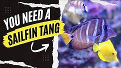 Sailfin Tang EASY to Care For GREAT For Your Reef Aquarium!