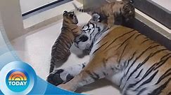 TODAY reveals names of twin tiger cubs at Toledo Zoo