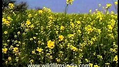 Mustard and bajra fields growing along Chambal riverbank