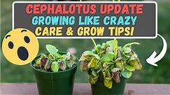 Cephalotus Follicularis Update + Care & Tips For Beginner Growers - So Much New Growth!