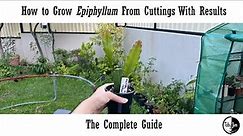 How to grow Epiphyllum from Cuttings with Results: The Complete Guide