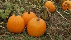 Are pumpkins climate change's next victim?