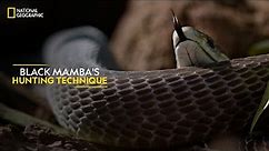 Black Mamba's Hunting Technique | Legends of Venom | हिन्दी | National Geographic
