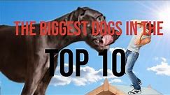Top 10 biggest dogs in the world!