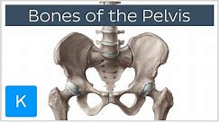 Bones of the Pelvis - Human Anatomy | Kenhub