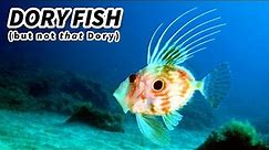 St. (John) Dory Fish Facts: St. Peter's Fish 🐟 Animal Fact Files