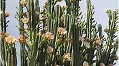Cactus Country - Cereus peruvianus or more commonly known...