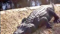 Giant Alligator, Weeki Wachee River, Weeki Wachee, Florida