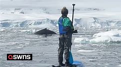Family greeted by pod of humpback whales whilst paddle boarding in Antarctica