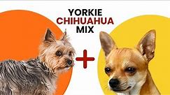 Yorkie Chihuahua Mix AKA Chorkie