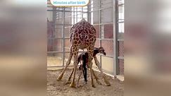 Dallas Zoo welcomes baby giraffe