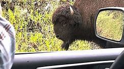 Couple Have Intense Close Encounter With Bison Herd in Yellowstone