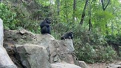 Gorillas Relaxing