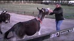 Cute Funny Donkey in Ireland Loves His Owner and Gets So Excited