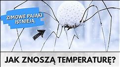 ZIMOWE PAJĄKI - Czy pająki żyją zimą?