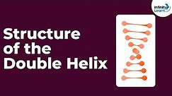 Genetics - Structure of the Double Helix - Lesson 14 | Don't Memorise