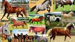 ALL HORSES (A to Z) Showing a Complete list