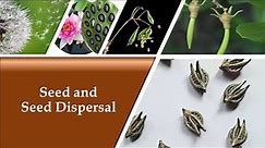 Seed and Seed Dispersal | Seed Dispersal Methods