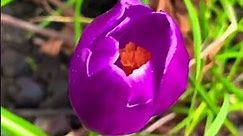 Crocus Barr's Purple | Crocus Plant | Early Crocus | Botanical Crocus | Snow Crocus