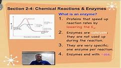 Chapter 2D Part 2 - Enzymes