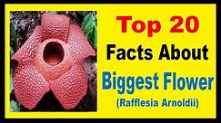 The Biggest Flower (Rafflesia Arnoldii) - Facts