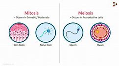 Differences between Mitosis and Meiosis - video Dailymotion