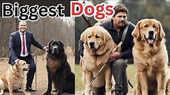 Biggest Dogs in the World|Top 10 Largest Dogs on Earth| Most Dangerous and largest tallest Dogs