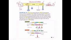 Structure of mRNA