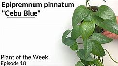 How To Care For Epipremnum pinnatum "Cebu Blue" | Plant Of The Week Ep. 18