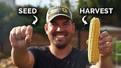Growing Corn, From Seed to Harvest 🌽