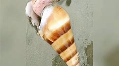 Biggest Snail at Sea Side
