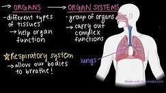 Organization in the human body