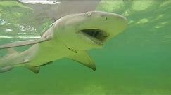 Lemon Shark Bites GoPro Camera Underwater Footage