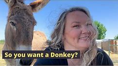 Should I buy a donkey? 15 things you need to consider before getting a donkey.