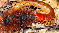 Giant Centipede eats Giant Caterpillar Alive