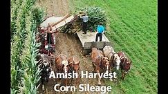 Lancaster County Amish Harvesting Corn For Silage