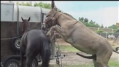 THIS IS HOW MULES ARE CONCEIVED/BREED