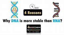 4 Reasons Why DNA is more stable than RNA?