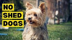 Top 10 Dog Breeds that DON'T Shed