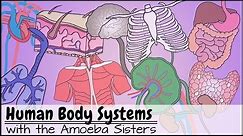Human Body Systems Functions Overview: The 11 Champions (Older Video 2016)