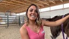 Live Q&A with Victoria, Executive Director, about donkey care at Longhopes