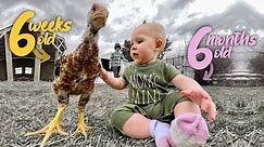 These Chickens are HUGE!! The tallest chicks in the world MOVE outside.