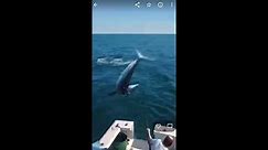 Huge Mako shark jumps on board of fishing boat off of the coast of Maine