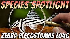 Zebra Pleco - Hypancistrus Zebra - Freshwater Plecostomus Aquarium Fish Profile & Care Guide