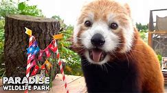 Red Panda Has Best Birthday Party Ever