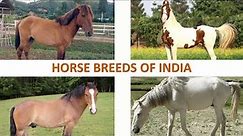 Horse Breeds of India 🐎 🇮🇳 | Livestock | Indian Animals