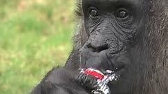 The Oldest Gorilla In The World Celebrates His Birthday