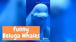 Beluga Whales Funny Moments (2019) | Cute Animals in Aquarium